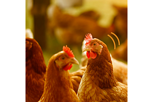 Waarom kiezen voor gevogelte?