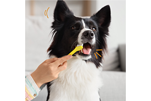 Gebitsverzorging bij hond en kat