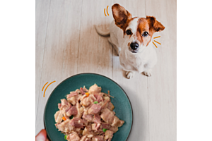 Natvoer, een slimme keuze voor jouw hond of kat