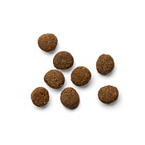 Yora Kattenbrokken Adult Insecten