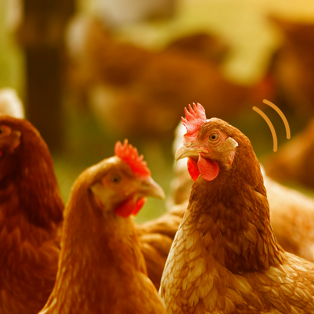 Waarom kiezen voor gevogelte?