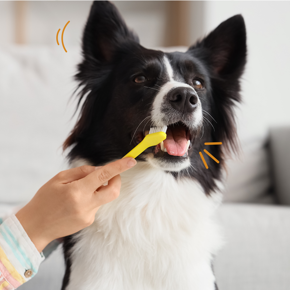 Gebitsverzorging bij hond en kat