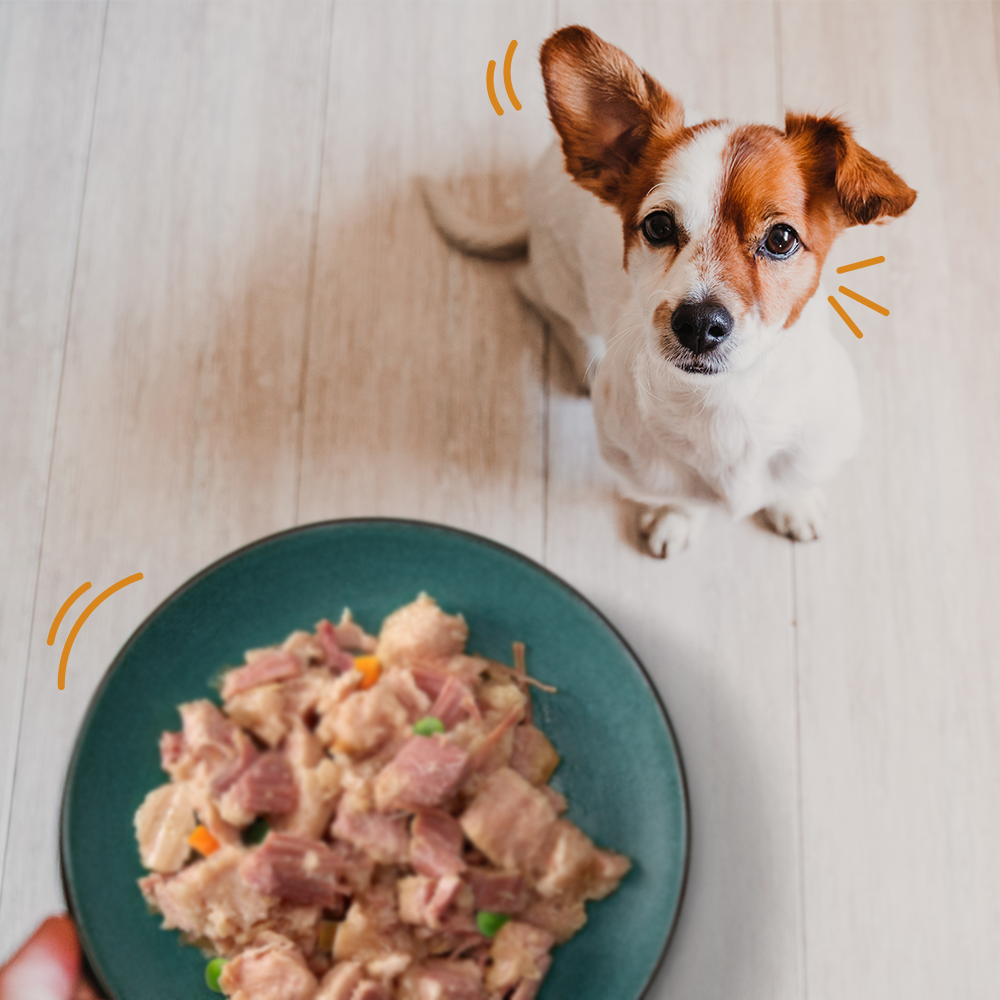 Natvoer, een slimme keuze voor jouw hond of kat
