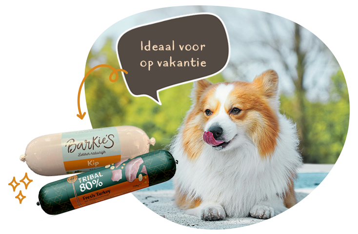 klaar voor de zomervakantie met je hond