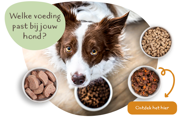 Soorten hondenvoeding